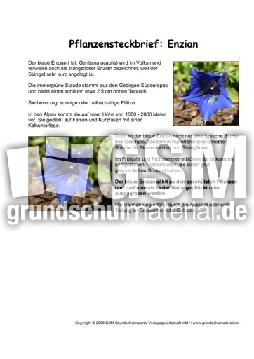 Pflanzensteckbrief-Enzian.pdf